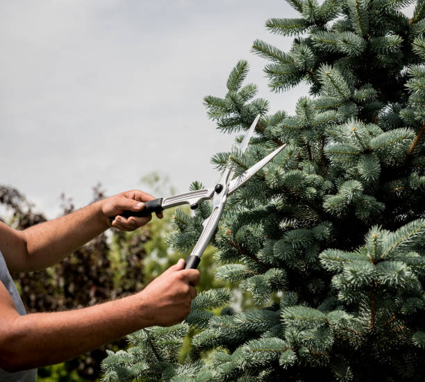 istock Professional gardener pruning a tree with garden scissors 1251291249