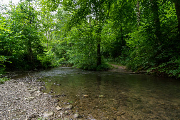 istock Nature reserve Aachtobel 1251291411