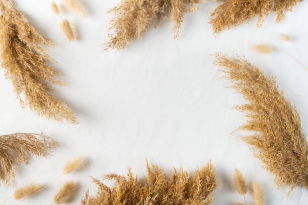 istock Nature background with dry flower and grass flat lay on white background 1251292982