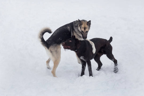 Cute deutsch drahthaar and multibred dog are playing on a white snow in the winter park. Pet animals. Cute deutsch drahthaar and multibred dog are playing on a white snow in the winter park. Pet animals. Purebred dog. deutsch drahthaar stock pictures, royalty-free photos & images