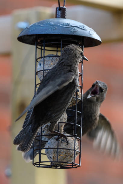 istock Two Starlings fighting on a bird feeder 1251293138