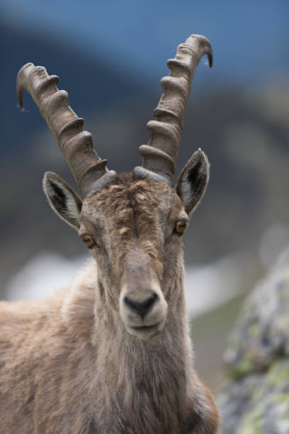 a wild ibex - fotografia de stock