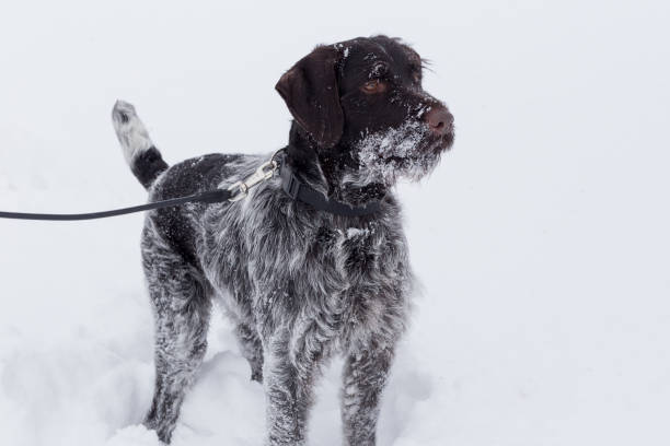Cute deutsch drahthaar is standing on a white snow in the winter park. Pet animals. Cute deutsch drahthaar is standing on a white snow in the winter park. Pet animals. Purebred dog. deutsch drahthaar stock pictures, royalty-free photos & images