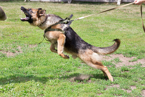 Training a police dog in cynological club. German shepherd dog in action. Dog training course.