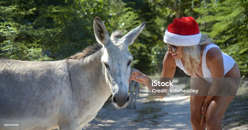 Woman In Hat Feeding Donkey Stock Photo - Download Image Now - Adult, Adults Only, Animal iStock