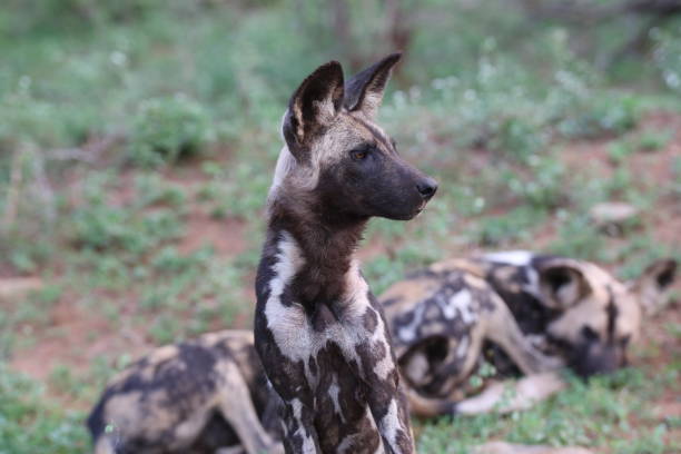 istock A very rare endangered African wild dog 1251293714