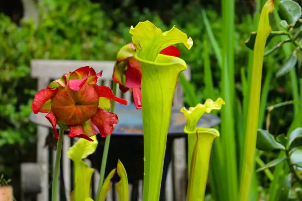 Close up of red flower of a carnivorous yellow pitcherplant, Sarracenia flava purpurea or Gelbe Schlauchpflanze