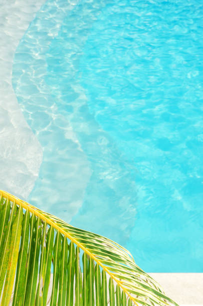 istock Coco palms with swimming pool water background 1251294013