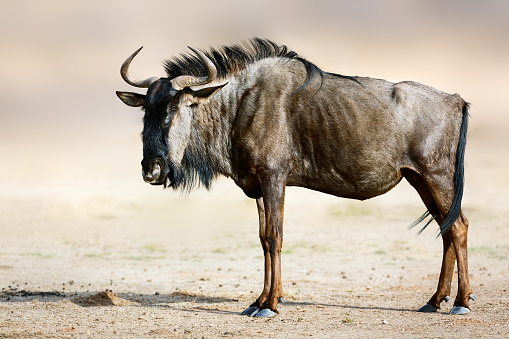 Blue wildebeest, gnu, side portrait standing in the warm soft morning light. Kgalagadi. Connochaetes taurinus
