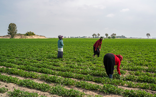 Adana, Turkey - June 8, 2020: Seasonal workers and child workers working in the farm near Adana, Turkey