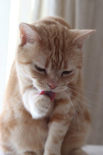 istock A cute cat facing down and grooming. 1251295856