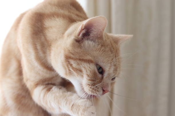istock A cute cat that licks his hands and cares. 1251295903