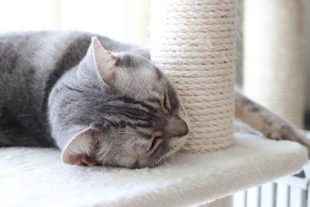 istock Cat lying near the pillar. 1251295910