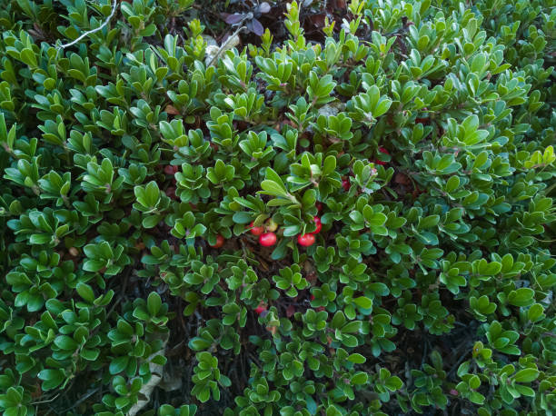 pianta di bearberry con frutti rossi - planta de gayuba con los frutos de color rojo - bearberry foto e immagini stock