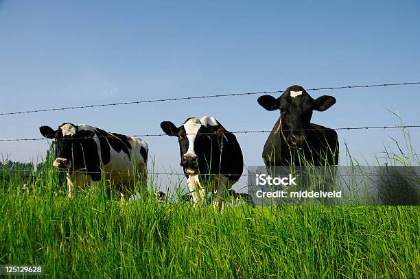 La Vaca Foto de stock y más banco de imágenes de Aire libre - Aire libre, Alambre de espino, Animal doméstico