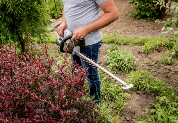 istock A gardener trimming shrub with hedge trimmer 1251297015