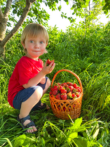Little fair-skinned cheerful child in the garden with a large basket of strawberries. Free space. Defocus light background. Concept of proper healthy nutrition, agriculture.