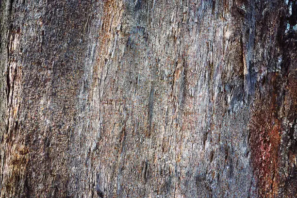 close up tree bark texture background
