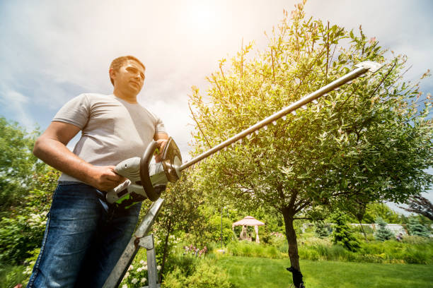 istock A gardener trimming trees with hedge trimmer 1251298697