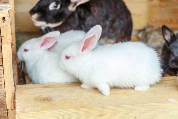 istock Many different small feeding rabbits on animal farm in rabbit-hutch, barn ranch background. Bunny in hutch on natural eco farm. Modern animal livestock and ecological farming concept 1251299149