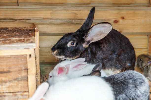 istock Many different small feeding rabbits on animal farm in rabbit-hutch, barn ranch background. Bunny in hutch on natural eco farm. Modern animal livestock and ecological farming concept 1251299158