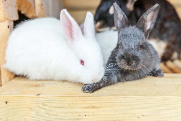 istock Many different small feeding rabbits on animal farm in rabbit-hutch, barn ranch background. Bunny in hutch on natural eco farm. Modern animal livestock and ecological farming concept 1251299165