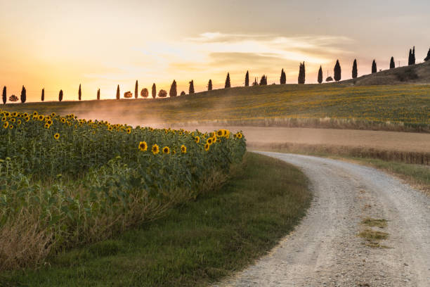 Discover Tuscany Pictures of Tuscany landscape sunflower photos stock pictures, royalty-free photos & images