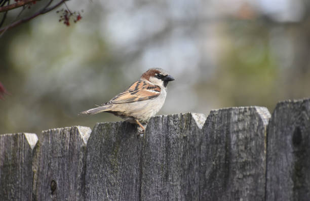 istock House Sparrow on a Fence 1251300942