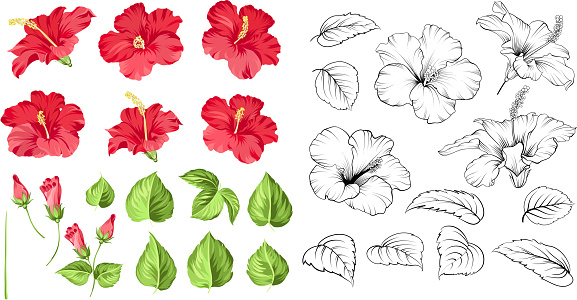 Set of tropical flowers elements. Collection of hibiscus flowers on a white background. Floral templates with garden blooming flowers. Vector illustration bundle.