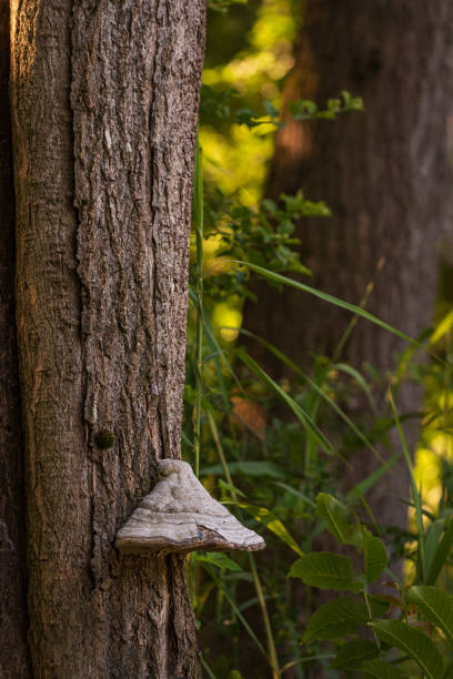 istock Large white mushroom attached to the bark of a tree 1251302110