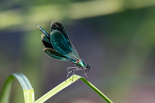 A   Large metallic damselfly with fluttering, butterfly-like wings resting in foliage