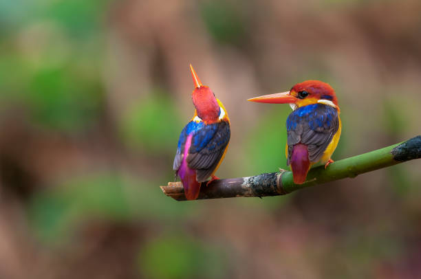 istock Oriental Dwarf Kingfisher ,The smallest pair 1251302267