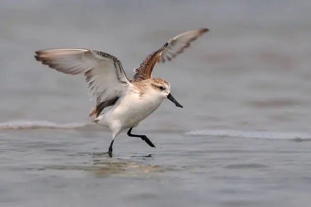 Spoon-billed Sandpiper, The most rare and endangered bird