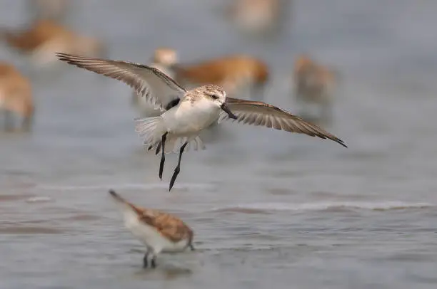 Spoon-billed Sandpiper flying,The most rare and endangered bird
