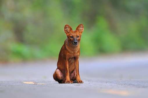 Asian Wild Dog or Dhole ,Reddish brown or gray-brown hair Bushy tail, long bush Live in dense forests Living in a flock at dawn and blazing