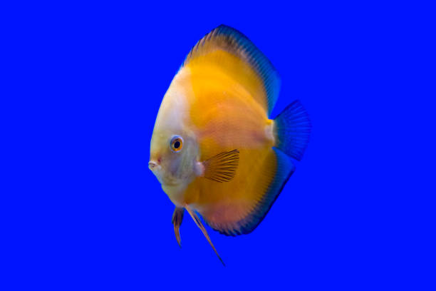 Yellow pompadour or Discus fish Yellow pompadour or Discus fish on blue background pompadour fish stock pictures, royalty-free photos & images