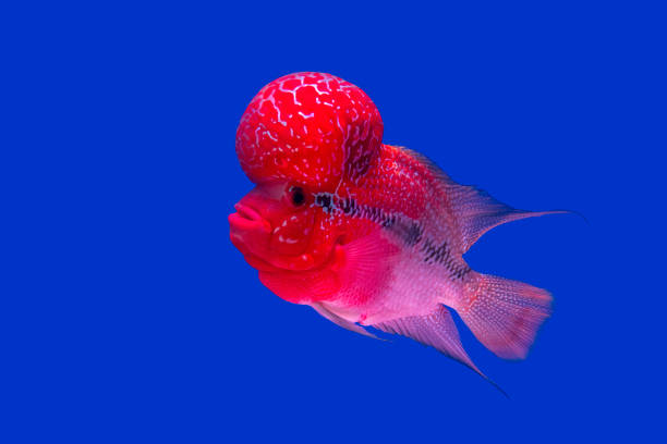 Red pearl cichlid flowerhorn