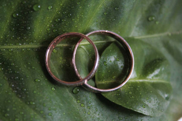 istock wedding rings on a green leaf with drops of water 1251302319