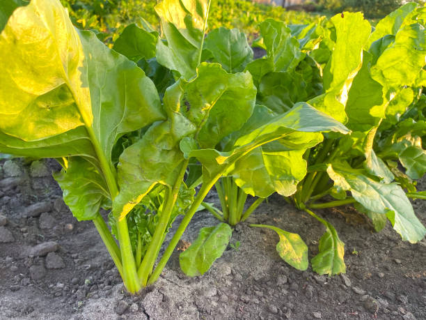 istock Organic beet seedlings in the vegetable garden. 1251302467