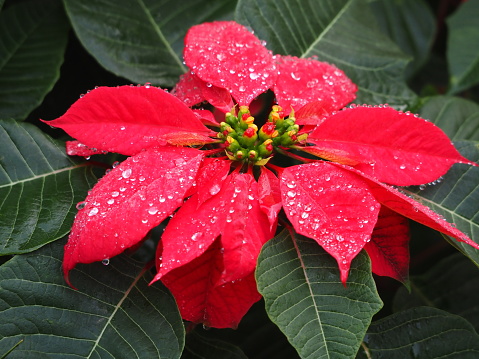 Closeup photo of a beautiful vibrant red Poinsettia flower and green leaves growing on a bush