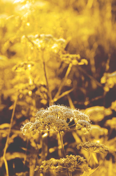 nahaufnahme von angelika sylvestris oder wilde angelika blühende blumen mit verschwommenen wald hintergrund. - angelica sylvestris stock-fotos und bilder