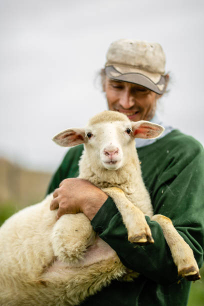 istock Farmer holding a sheep stock photo 1251304380