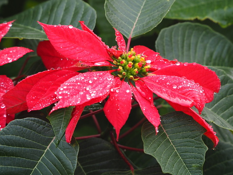 Horizontal closeup photo of a beautiful flowering Poinsettia bush with vibrant red flowers with dewdrops and green leaves