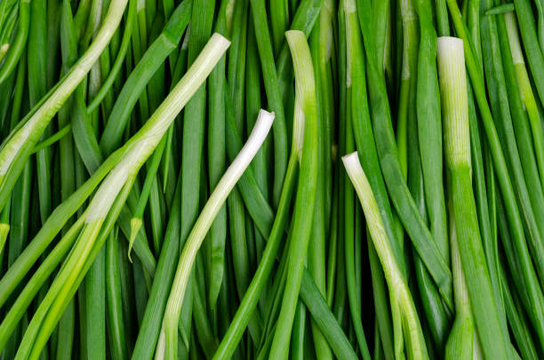 istock Background green onion leaves. 1251305111