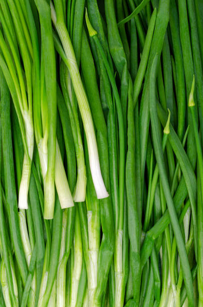 istock Background green onion leaves. 1251305203