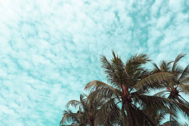 istock tropical coconut tree leaves on the sun light blue sky in retro vintage colour effect 1251305319
