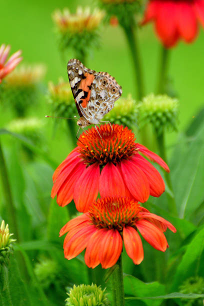 kwiat echinacea i indyjski fritillary / argyreus hyperbius butterfly - fritillary butterfly butterfly insect lepidoptera zdjęcia i obrazy z banku zdjęć