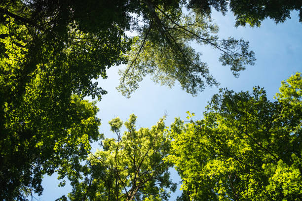 istock Walking into a forest looking up in a sunny day, beautiful green trees branches 1251306213