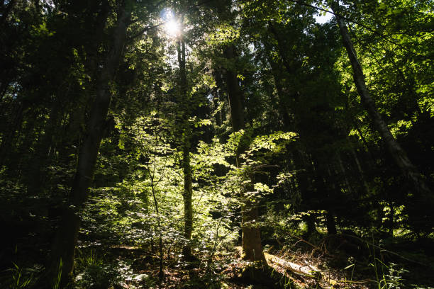 istock Walking into a forest looking up in a sunny day, beautiful green trees branches 1251306244