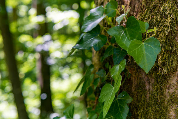istock Fantastic forest in Upper Swabia 1251307381